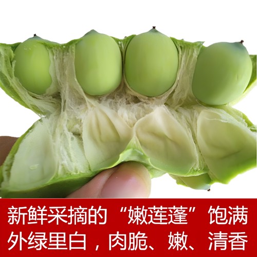 莲蓬荷莲子新鲜采摘现吃时令水果莲蓬当季莲子现摘现发纯天然湖江