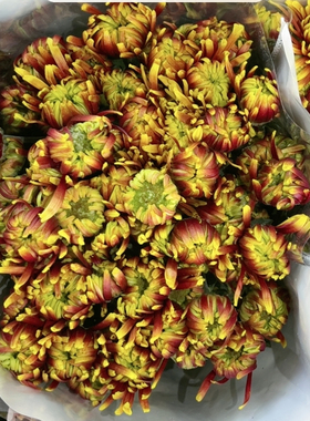 不售后，必买橙色烟花菊小菊1扎8～10只，购买三单包邮