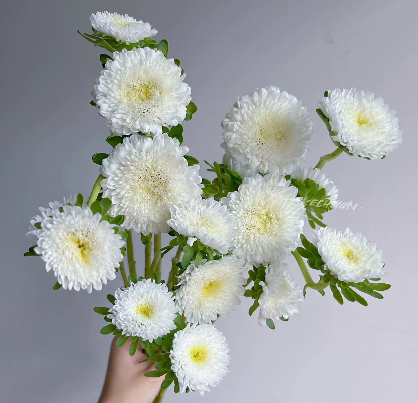 不售后，必买白色翠菊1扎，购买三单包邮