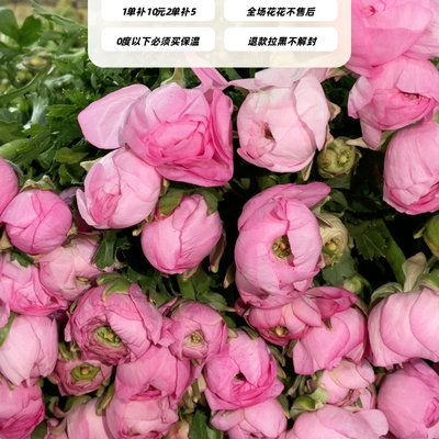 不售后，推荐优秀粉色洋牡丹1扎8～10只，购买三单包邮