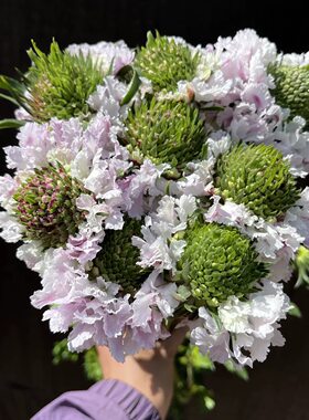不售后，芭喜松虫草1扎，购买三单包邮