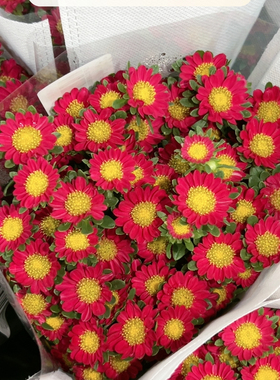 不售后，我种花红色迷你菊1扎，购买3单包邮