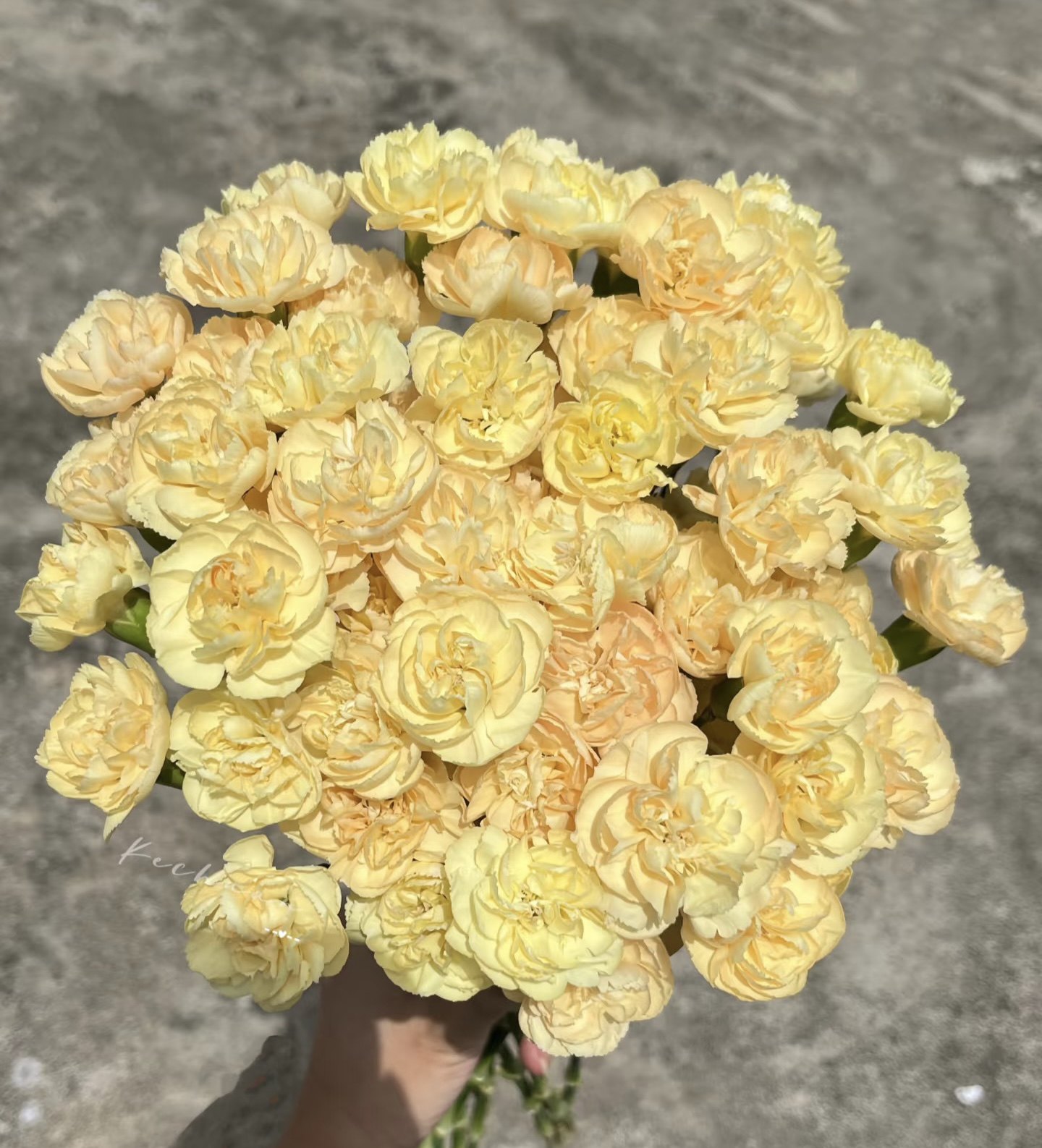 不售后，可利鲜金香槟多丁1扎，购买三单包邮,鲜花速递/花卉仿真/绿植园艺,花材,淘宝优惠券,粉丝福利购,淘宝优惠卷