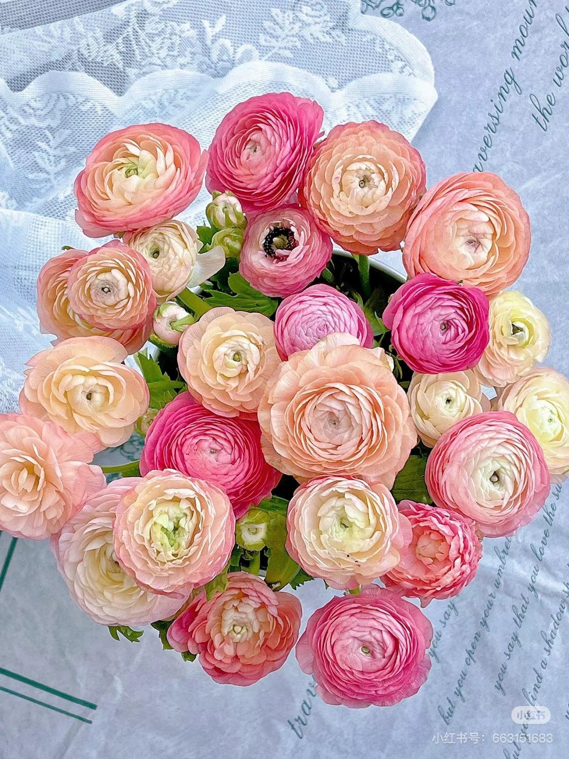 不售后，推荐鲑鱼香槟洋牡丹1扎8～10只，购买三单包邮,鲜花速递/花卉仿真/绿植园艺,花材,淘宝优惠券,粉丝福利购,淘宝优惠卷