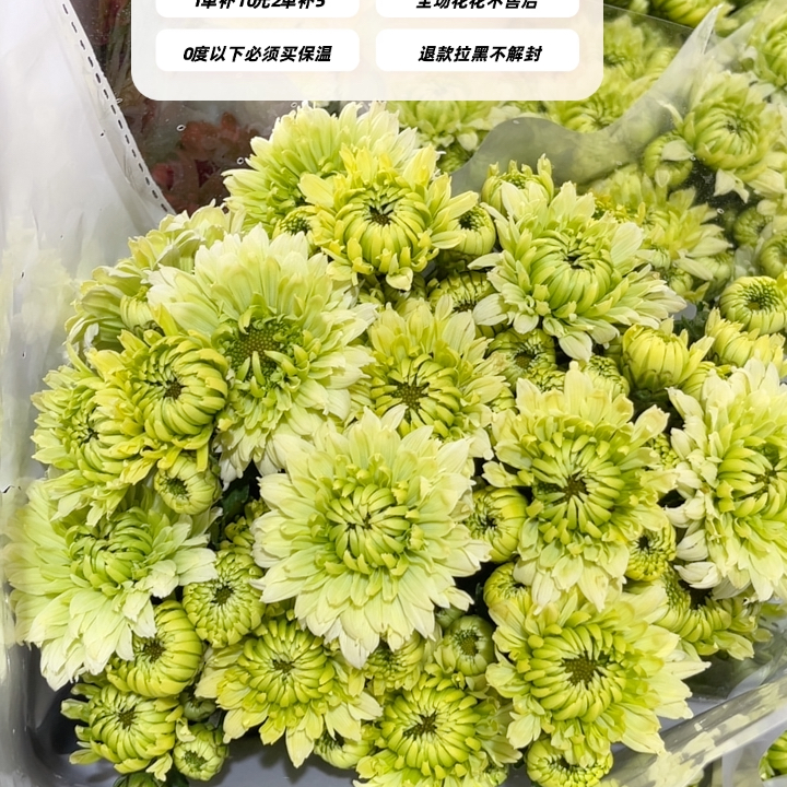 不售后，滇池翠羽小菊1扎8～10只，购买3单包邮