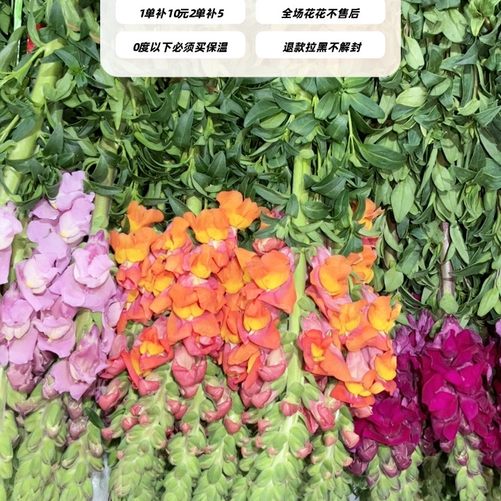 不售后，橙色金鱼草1扎8～10支，购买三单包邮,鲜花速递/花卉仿真/绿植园艺,花材,淘宝优惠券,粉丝福利购,淘宝优惠卷