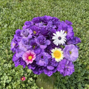 不售后，必必必买绝美绝美尖尖角深紫色洋桔梗1扎4拼购买三单包邮