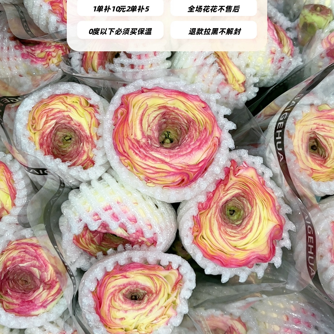 不售后，必必必买西柚蜜桃洋牡丹1扎4～5只，购买三单包邮,鲜花速递/花卉仿真/绿植园艺,花材,淘宝优惠券,粉丝福利购,淘宝优惠卷