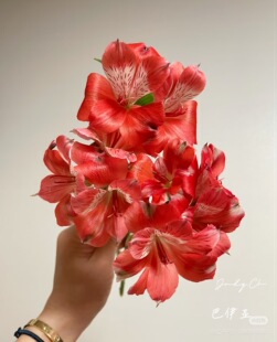 不售后，海胜巴伊亚六初花1扎8～10只，购买三单包邮