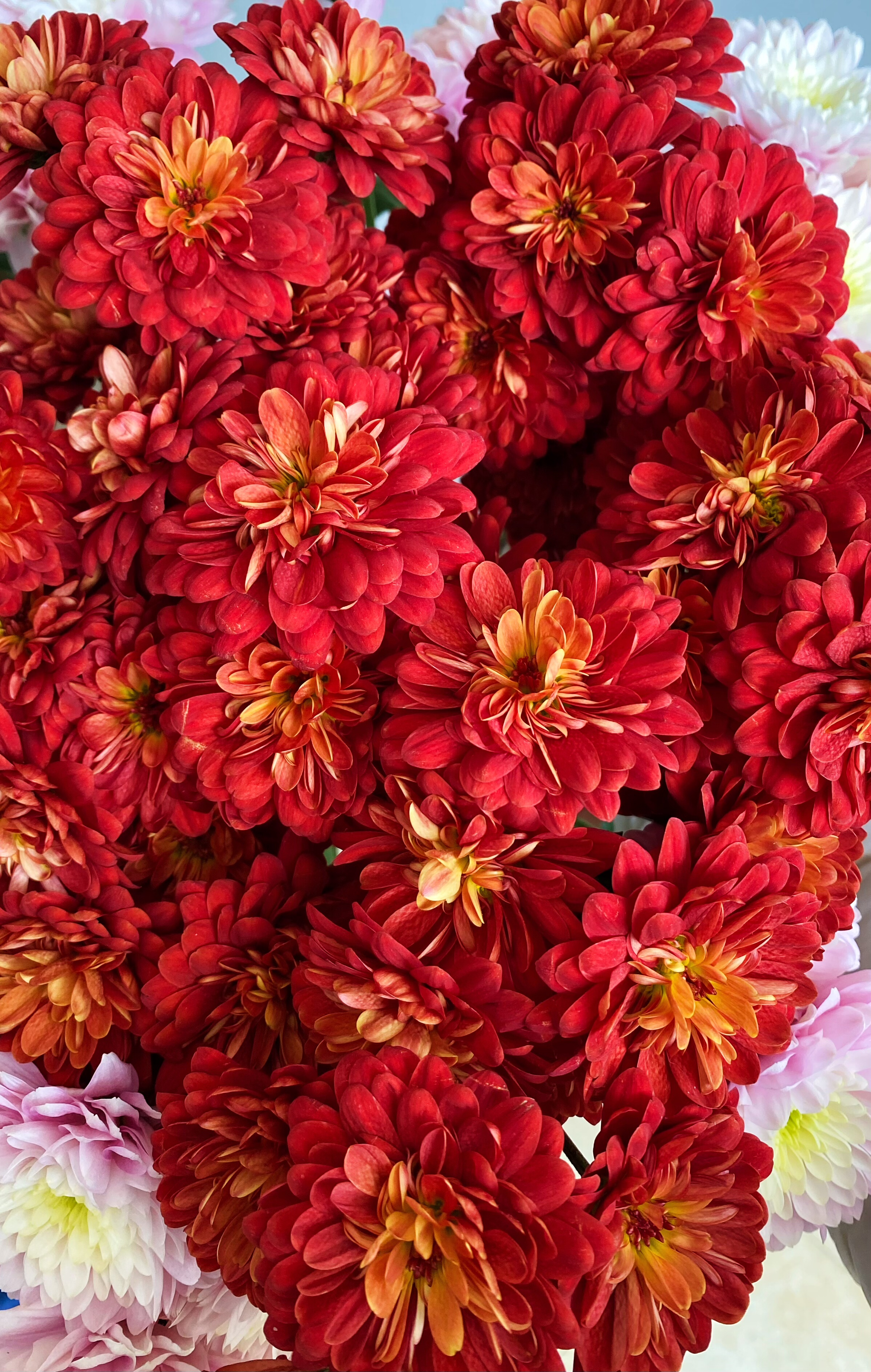 不售后，必买变异卷卷心除夕小菊1扎8～10支，购买3单包邮,鲜花速递/花卉仿真/绿植园艺,花材,淘宝优惠券,粉丝福利购,淘宝优惠卷