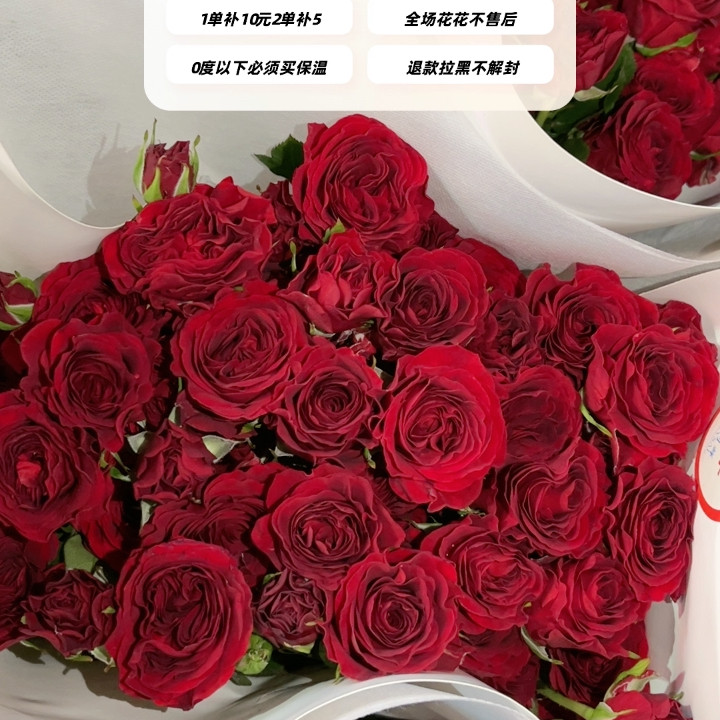 不售后，推荐赤玉泡泡1扎8～10支，购买3单包邮,鲜花速递/花卉仿真/绿植园艺,花材,淘宝优惠券,粉丝福利购,淘宝优惠卷