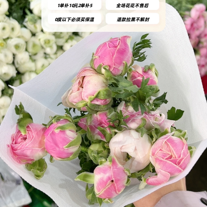 不售后，必买浅色瓷洋牡丹1扎8～10支，购买三单包邮,鲜花速递/花卉仿真/绿植园艺,花材,淘宝优惠券,粉丝福利购,淘宝优惠卷