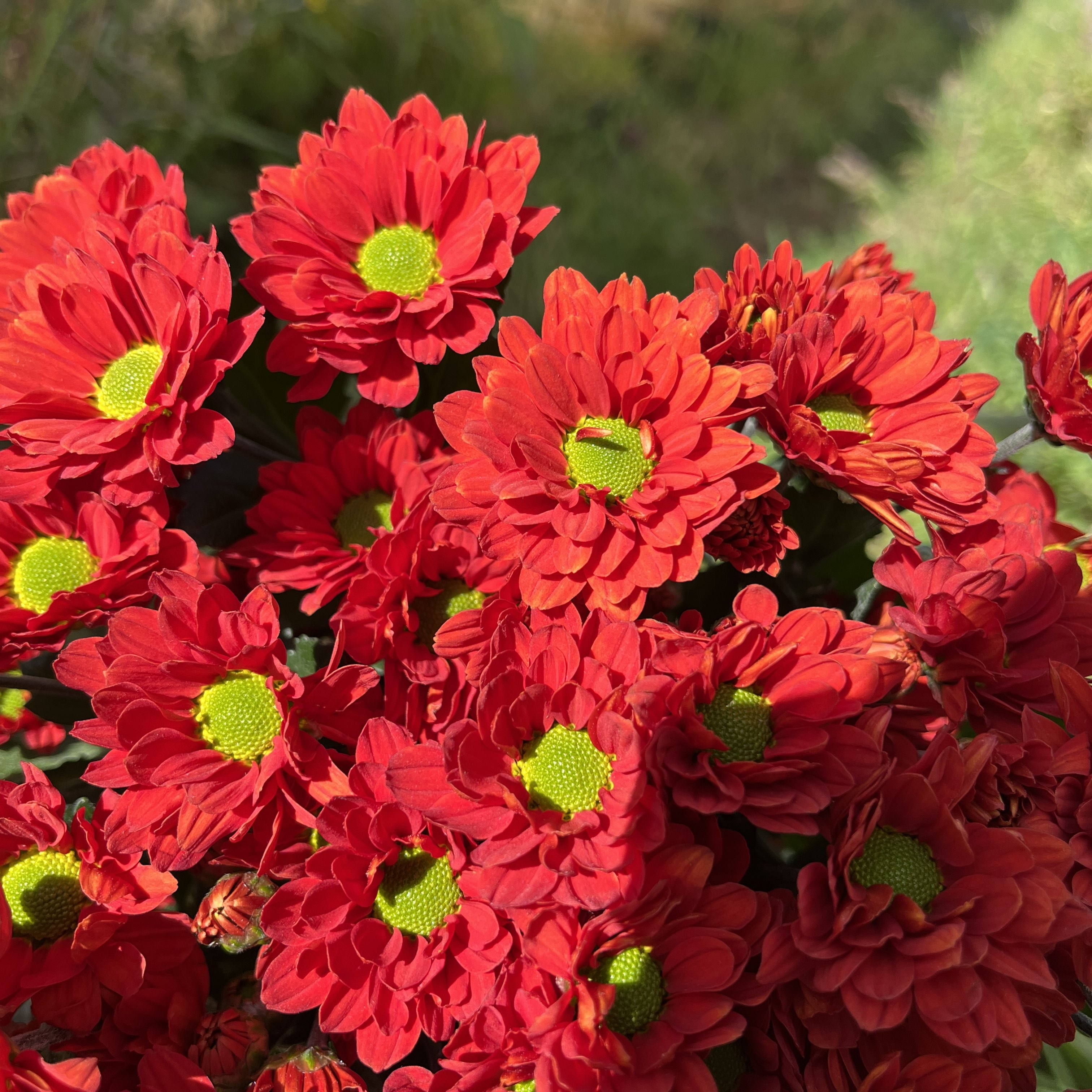 不售后，必买新品重瓣芬达小菊1扎8～10只，购买三单包邮