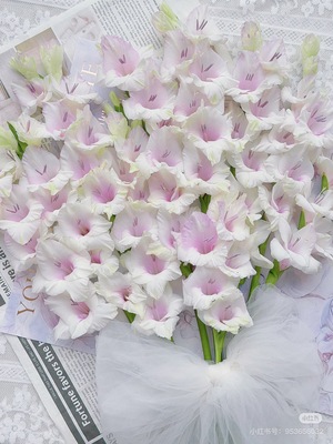 不售后，必买绝美新品迷雾剑兰1扎8～10只，购买三单包邮