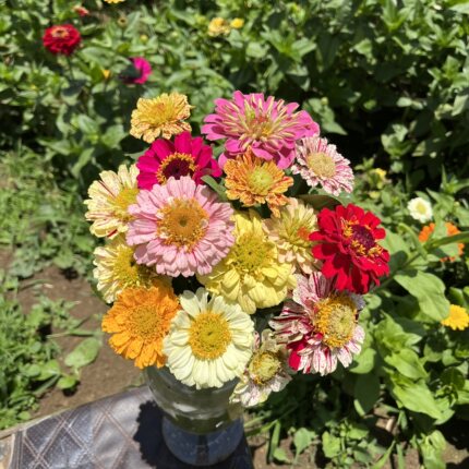 不售后，基地现采：绝美飞溅百日菊1扎，购买三单包邮