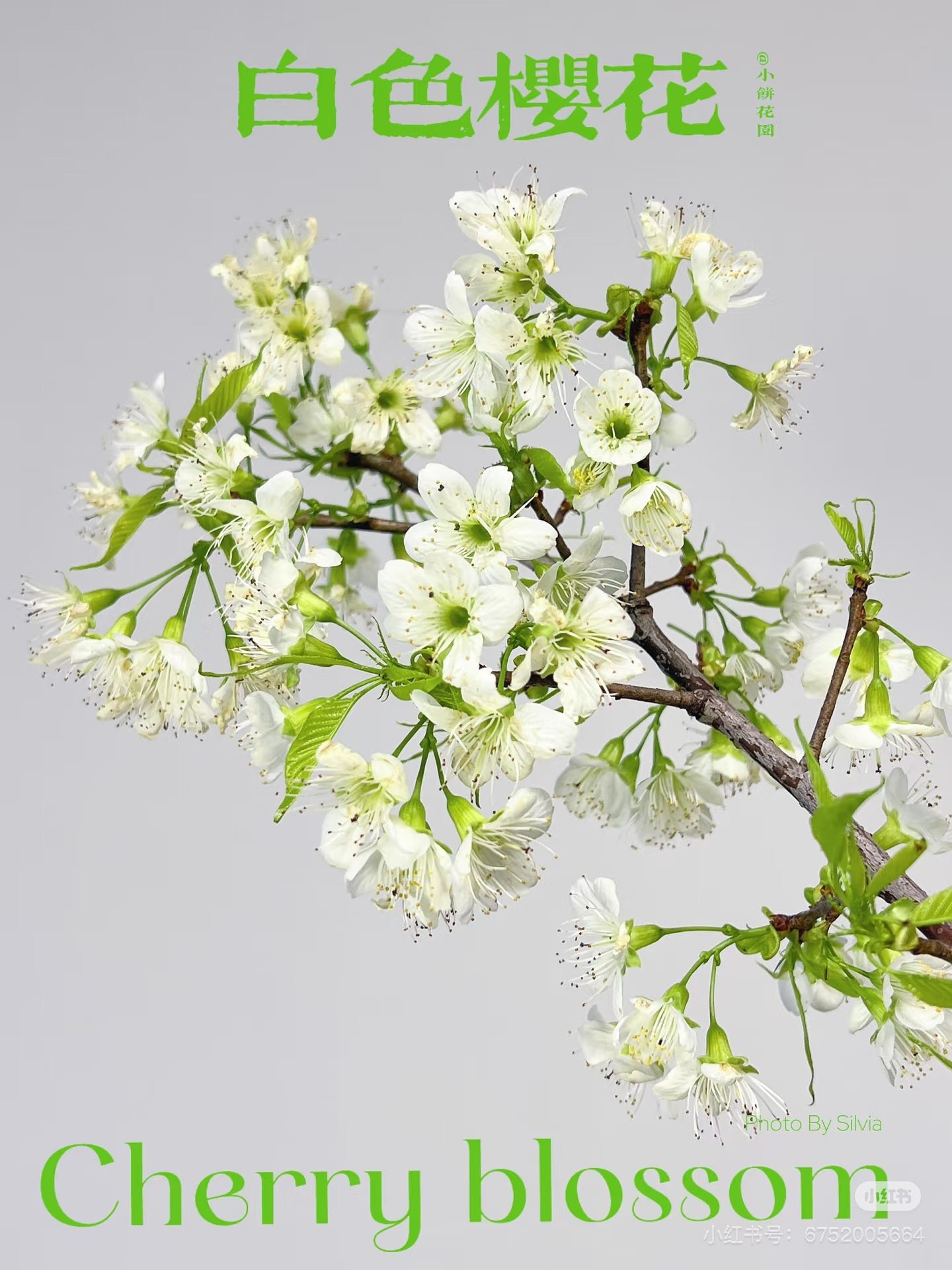 不售后，白色樱花1扎，购买三单包邮,鲜花速递/花卉仿真/绿植园艺,花材,淘宝优惠券,粉丝福利购,淘宝优惠卷