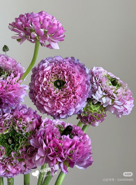 不售后，复古紫色锦鲤洋牡丹1扎8～10支，购买三单包邮