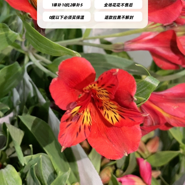 不售后，必买明天发红色6初1扎8～10支，购买三单包邮,鲜花速递/花卉仿真/绿植园艺,花材,淘宝优惠券,粉丝福利购,淘宝优惠卷