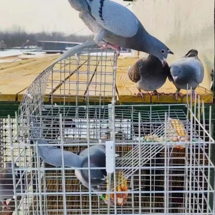 鸽子喂食器鸽笼专用天落笼旋转笼翻转笼35宽46高46长手工DIY