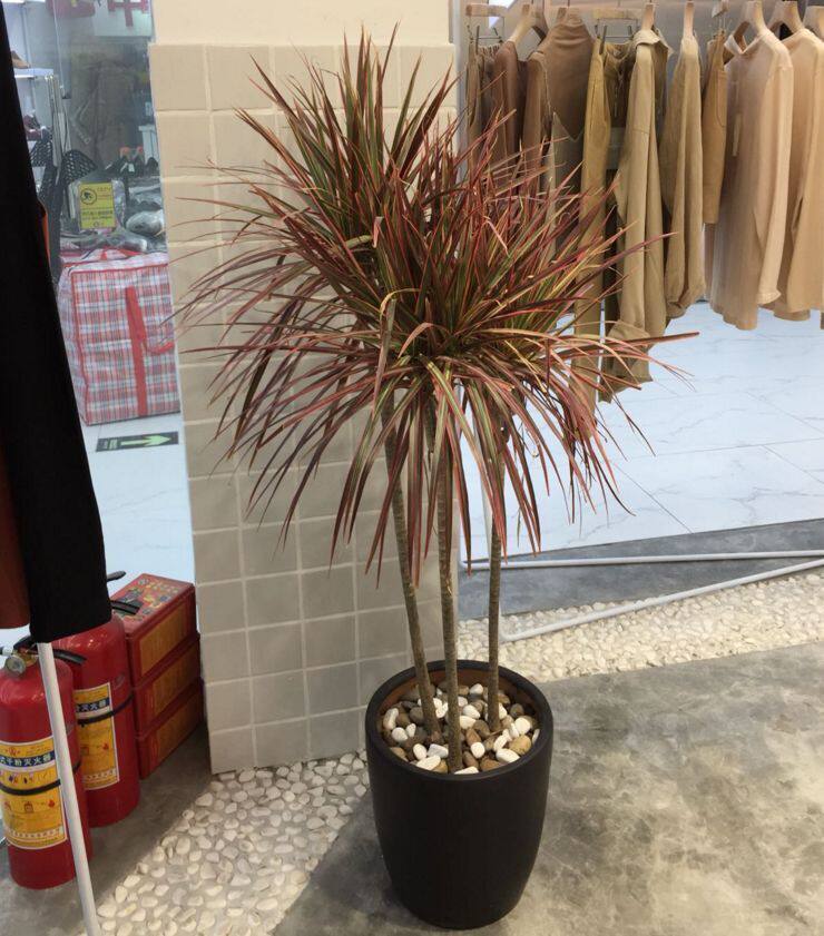 七彩铁千年木盆栽三色龙血树红竹观叶植物马尾铁吸甲醛苯室内盆景