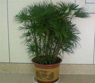 棕竹盆栽棕竹苗室内外耐旱耐寒植物盆景四季常青金山棕绿植吸甲醛