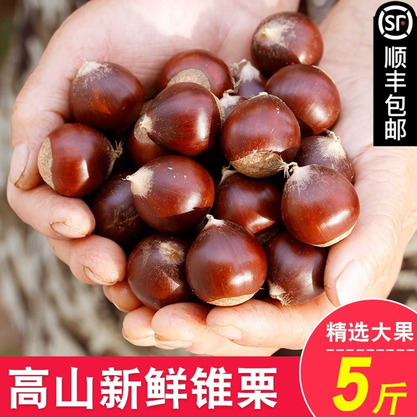 农家现摘锥栗板栗生新鲜栗子油栗