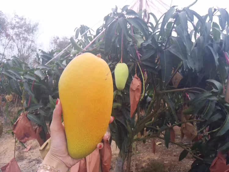 海南特产金煌芒正宗新鲜水果甜芒果新鲜现摘孕妇水果水仙芒礼盒装