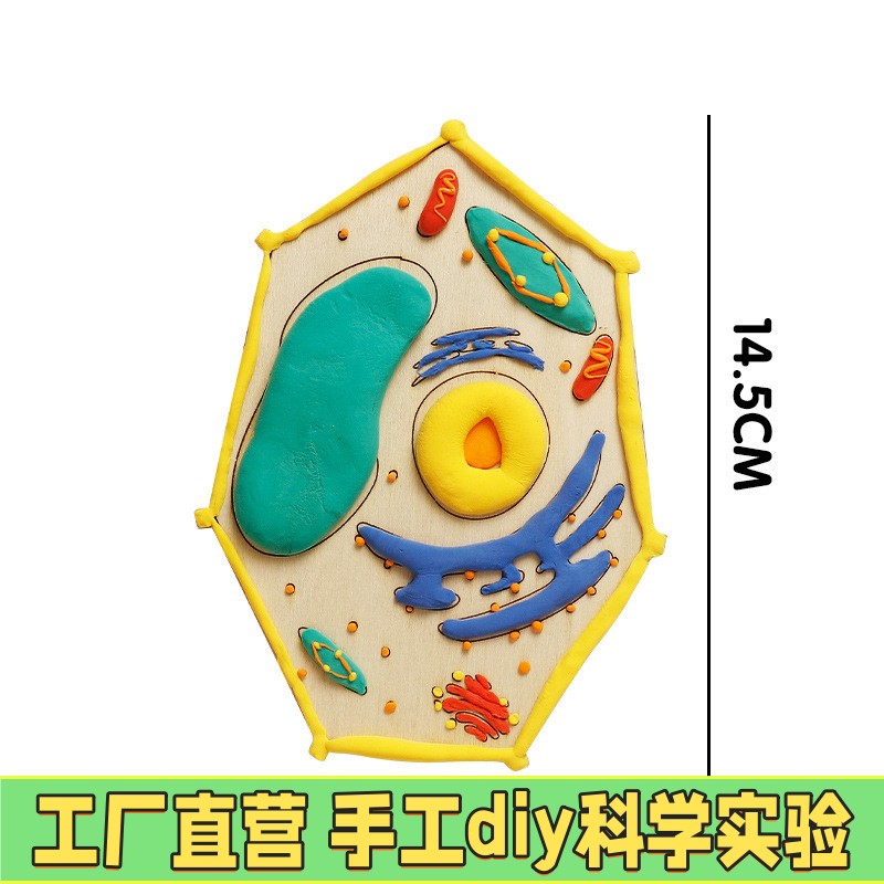 细胞模型制作材料初高中教学模拟生物细胞结构模型黏土手工材料包