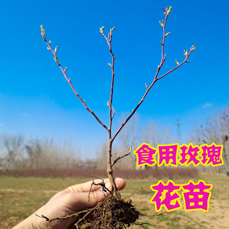 平阴玫瑰丰花一号重瓣红玫瑰紫枝玫瑰传统玫瑰千叶格拉斯玫瑰大马