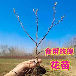 平阴玫瑰丰花一号重瓣红玫瑰紫枝玫瑰传统玫瑰千叶格拉斯玫瑰大马