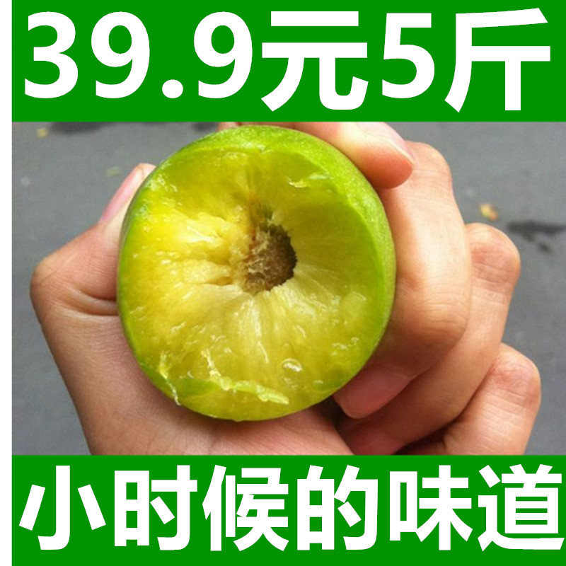 四川茂縣汶川青脆李脫骨李水果新鮮5斤包郵現摘現發脆皮李子現貨