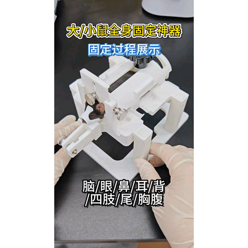 250-330g大小鼠固定器适配0-40g小鼠给药留置实验固定装置