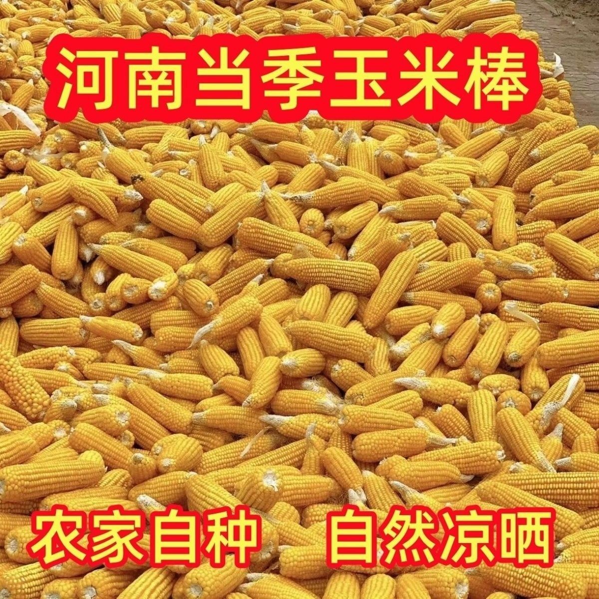 新干玉米棒子苞米仓鼠口粮真玉米老玉米棒兔兔宠物玉米棒干货磨牙
