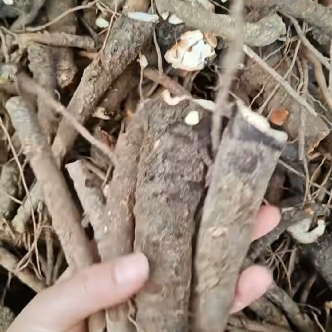 新鲜白芍野生新鲜整根现挖白芍根杭白芍野生鲜活白芍药正宗