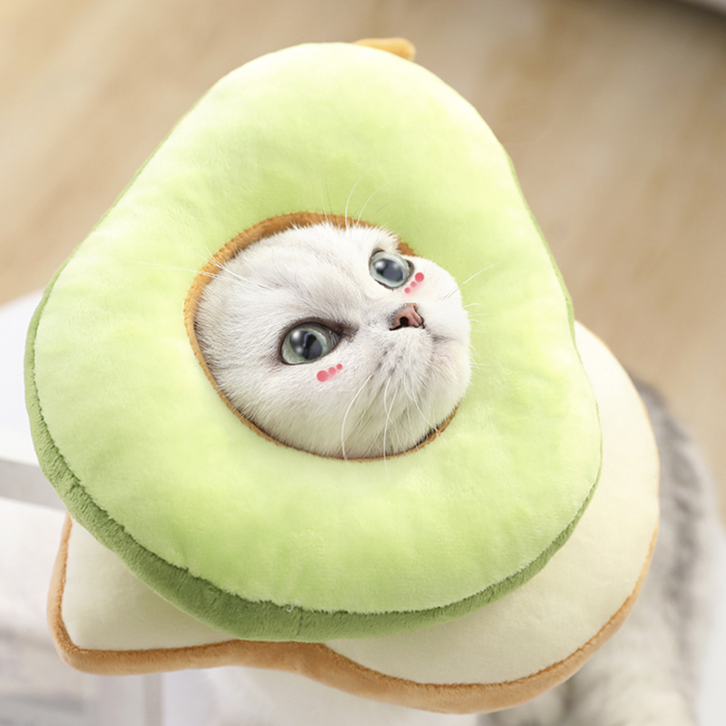 猫咪伊丽莎白圈柔软后伊利沙白