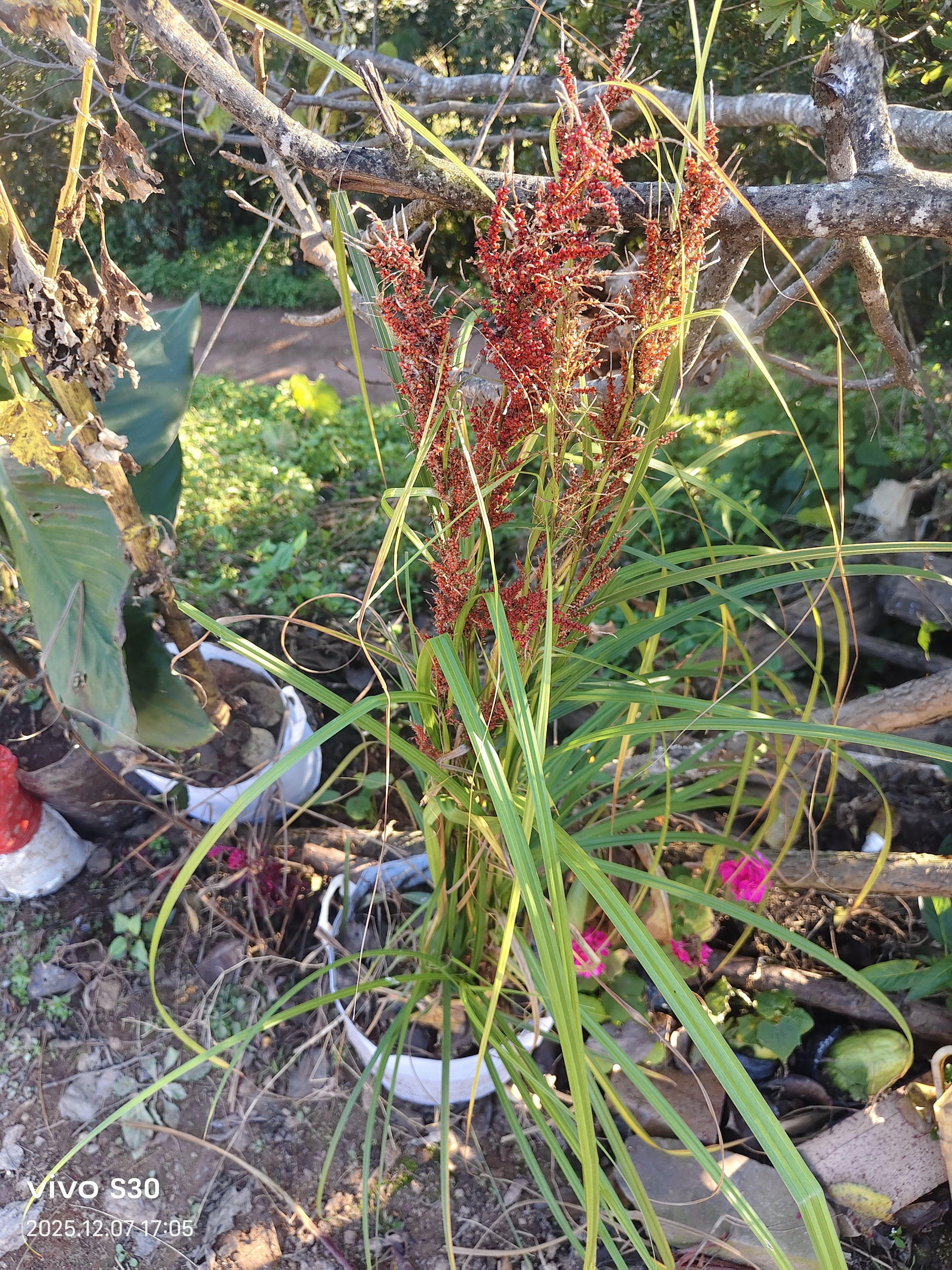 云南新鲜野高梁  浆果苔草  活血草  红稗子  山稗子  新鲜现采