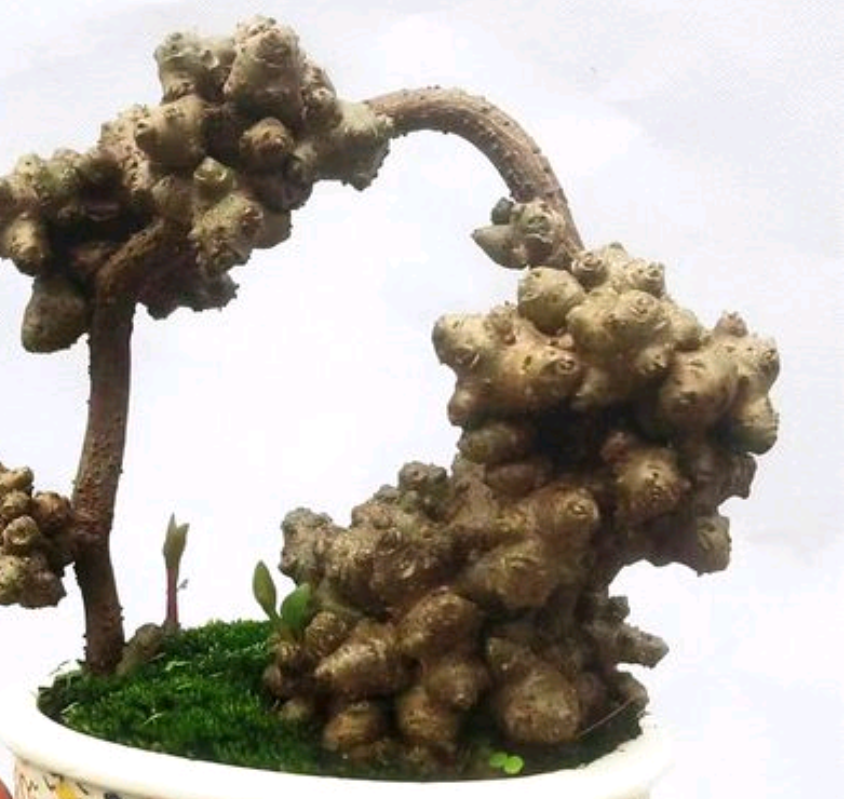 正宗藤三七新鲜块根活苗田七苗四季室内长藤植物可食用 绿植盆栽