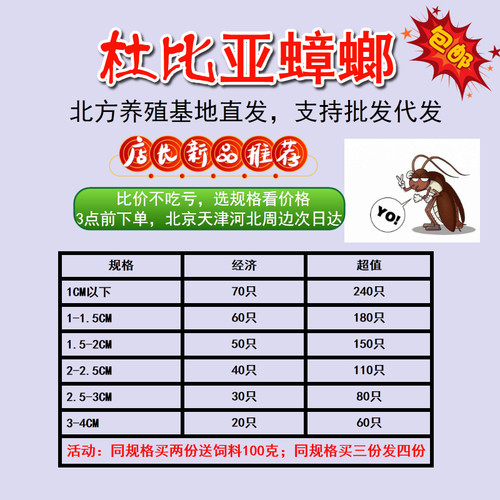 杜比亚蟑螂北京包邮活饵北方虫