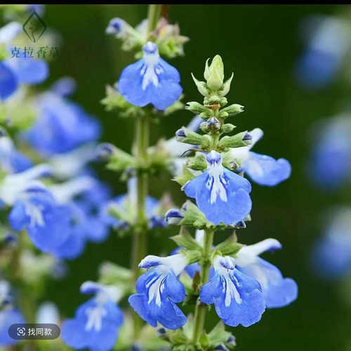【天蓝鼠尾草】不可食用香草植物盆栽克拉香草清新芳香切花做