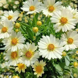 【金鸡菊小闹钟】金鸡菊室内阳台庭院花卉花期长耐热好养多年生