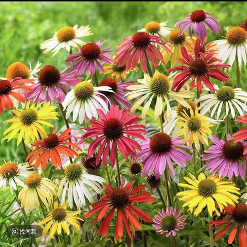 【混色松果菊】（拍6发8）110口径1盆 花卉庭院耐热耐寒