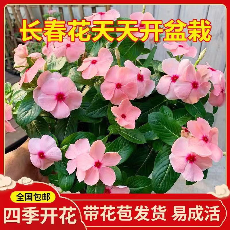 长春花天天开盆栽四季观花五叶梅花苗带花苞发货阳台窗台客厅庭院 鲜花速递/花卉仿真/绿植园艺 时令草本花卉 原图主图