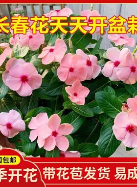 长春花天天开盆栽四季观花五叶梅花苗带花苞发货阳台窗台客厅庭院