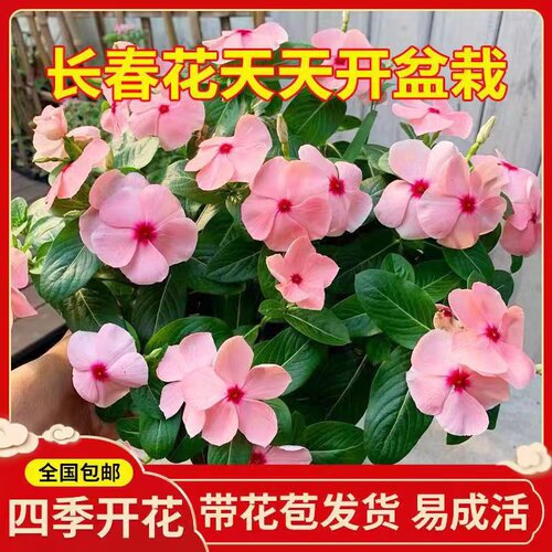 长春花天天开盆栽四季观花五叶梅花苗带花苞发货阳台窗台客厅庭院