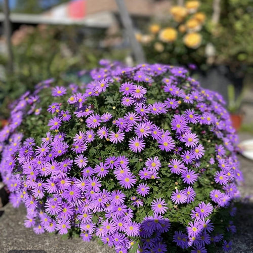 【姬小菊】130口径盆 爆花盆栽带花苞多年生四季开花庭院阳台