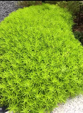 【金叶佛甲草】（拍6发8）110口径盆 四季常青多年生黄金佛甲草庭