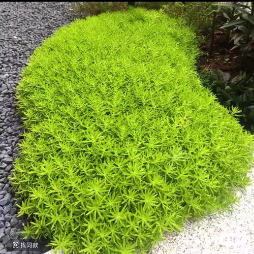 【金叶佛甲草】（拍6发8）110口径盆 四季常青多年生黄金佛甲草庭