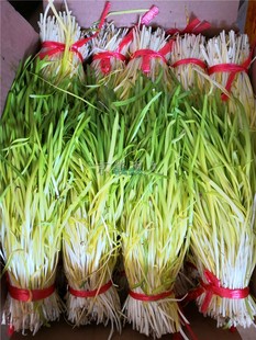 基地直供韭菜南宫特产黄韭南宫永前黄韭顺丰快递