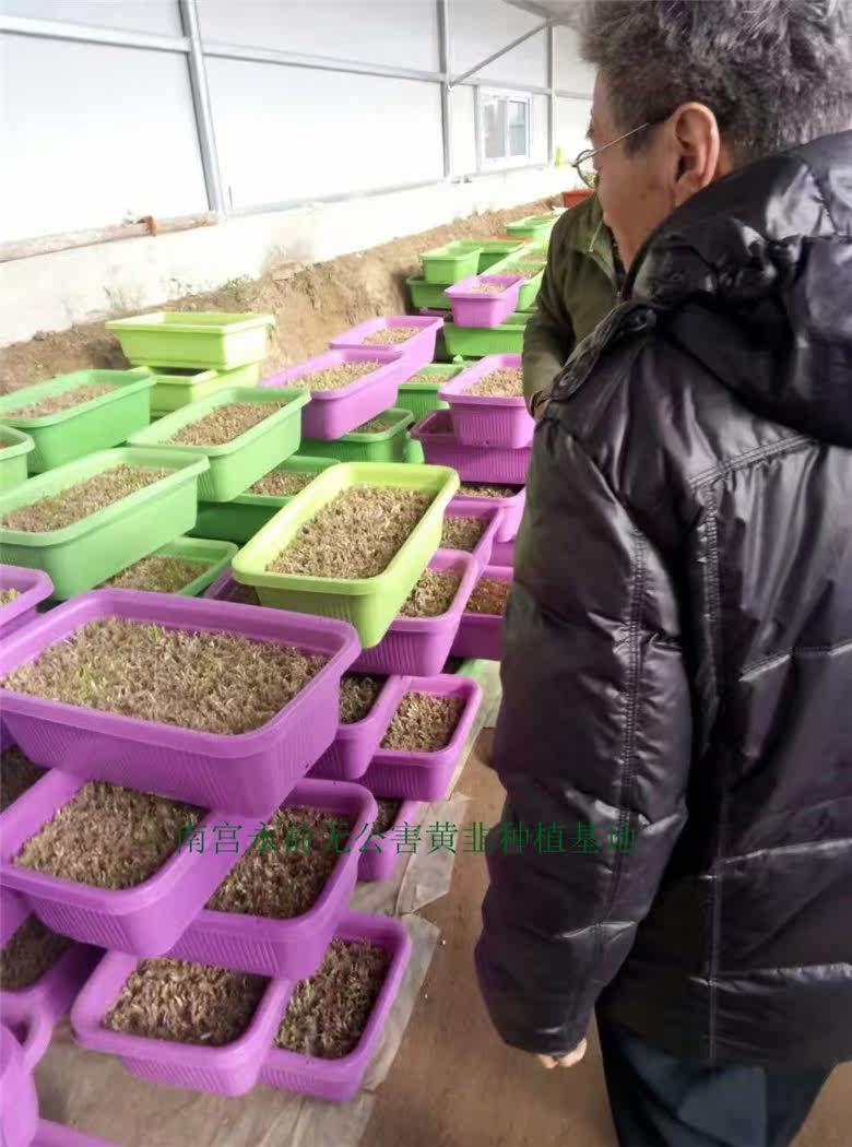 京畿凰久-南宮市無公害綠植蔬菜室內黃韭盆栽-盆景-陽台蔬菜在類目 鮮花速遞/花卉仿真/綠植園藝, 花卉/綠植盆栽（新）, 綠植中 - 來自Buy2taobao.com提供專業的淘寶代購服務