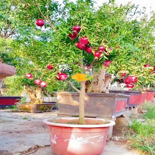 紫玉石榴树大果甜石榴老桩树苗盆栽地栽南方北方均可种植带果发货